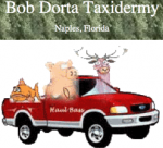 "Bob Dorta Taxidermy"