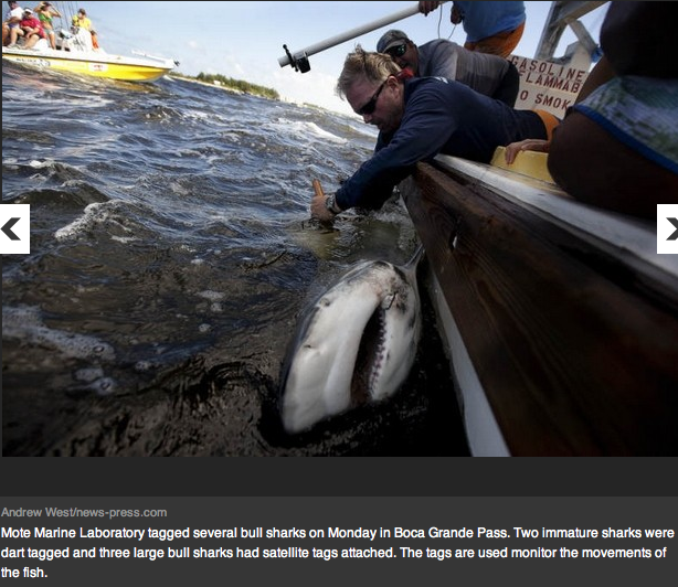 "how to handle a bull shark"