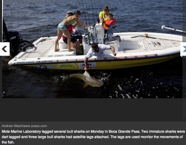 "Bull Shark fishing"