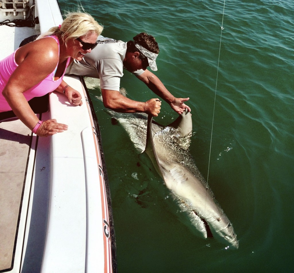 "huge bull shark"