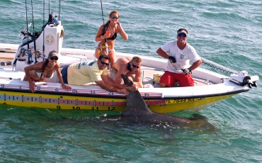 hammerhead naples shark capt talks