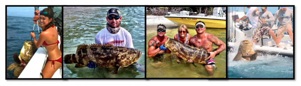 "Goliath Grouper Tug-O-War"